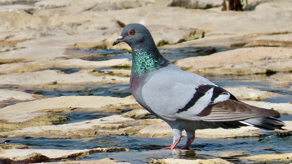 Rock Pigeon (Feral Pigeon) - ML619641426