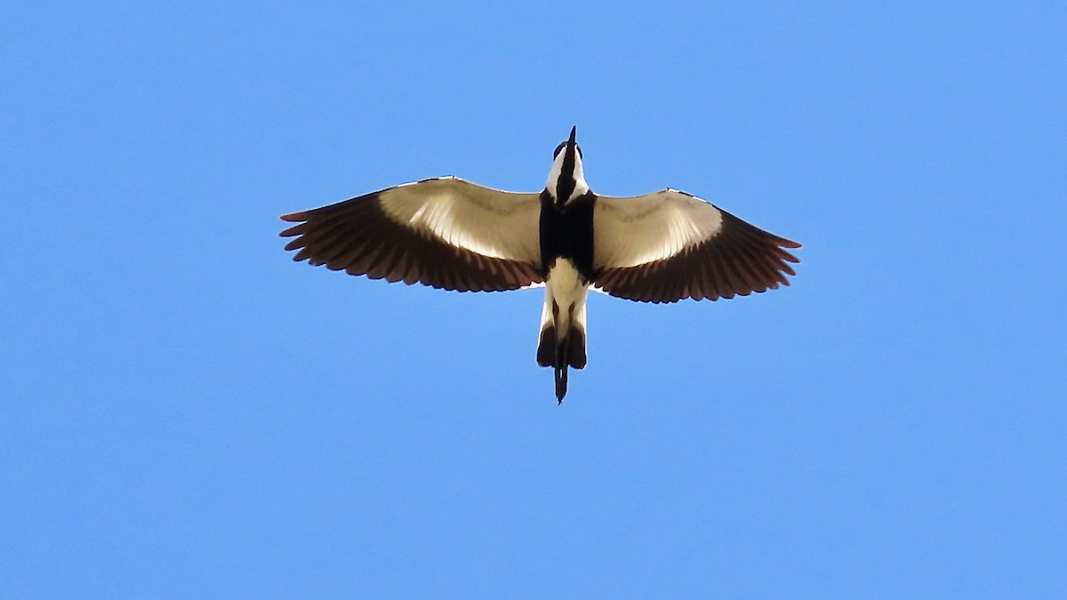 Spur-winged Lapwing - ML619641442