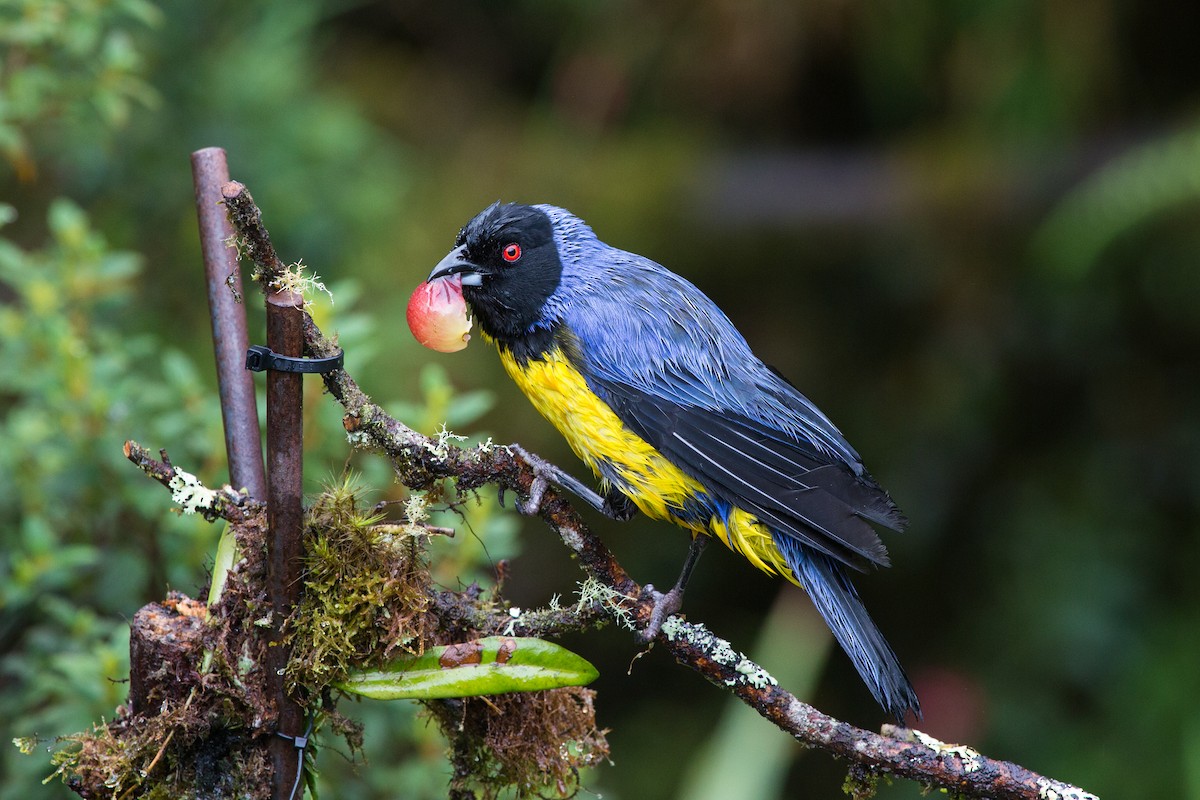 Hooded Mountain Tanager - ML619641447