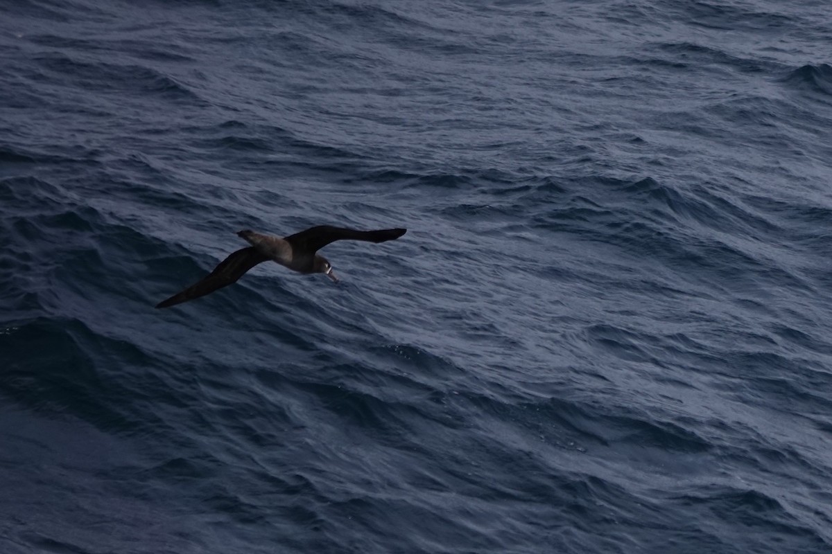 albatros černonohý - ML619641474