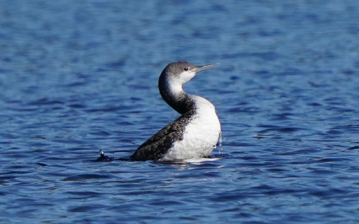 Red-throated Loon - ML619641480