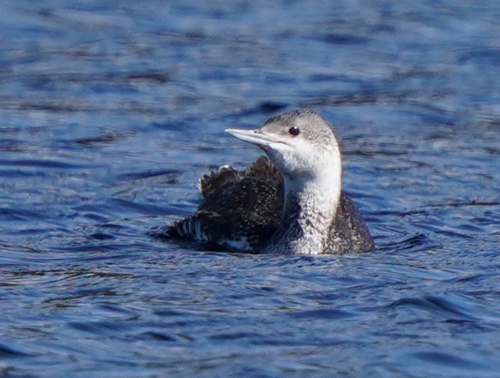 Red-throated Loon - ML619641481