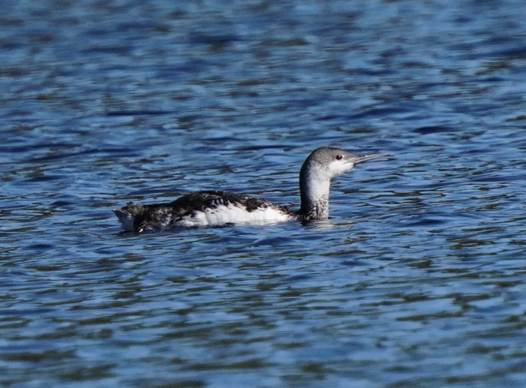 Red-throated Loon - ML619641482