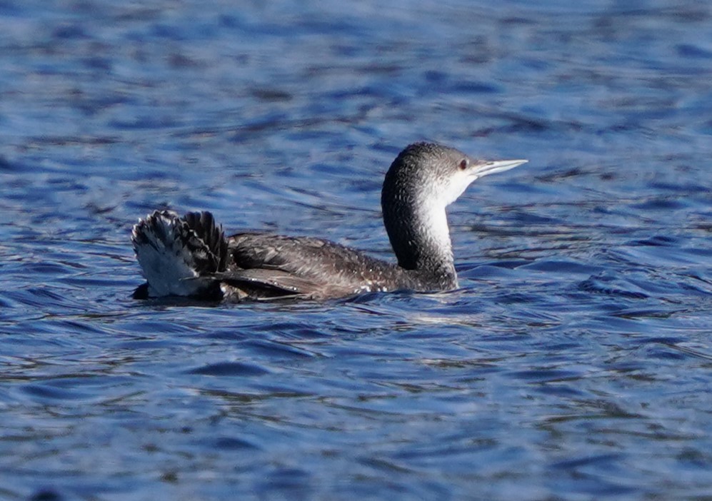 Red-throated Loon - ML619641484