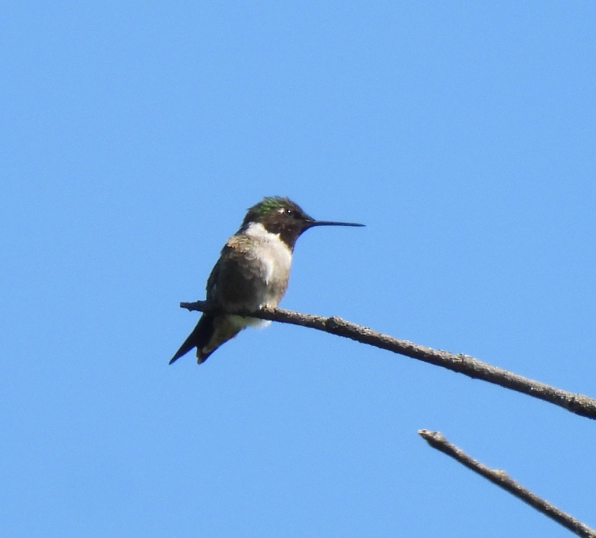 Ruby-throated Hummingbird - ML619641531