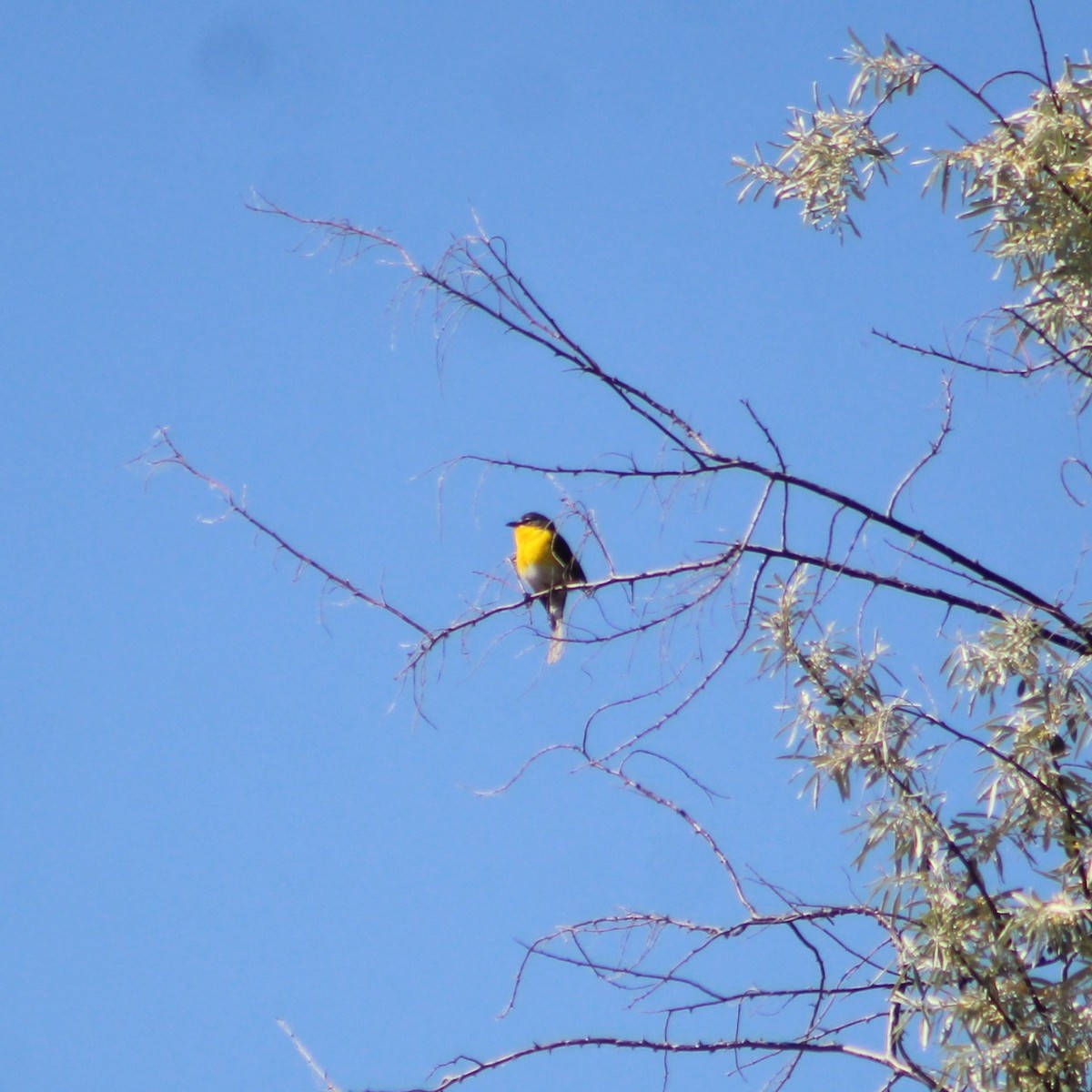 Yellow-breasted Chat - ML619641534