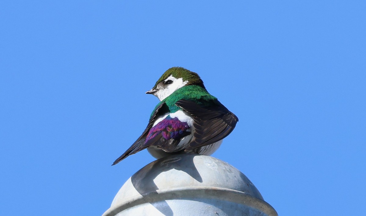 Violet-green Swallow - ML619641548