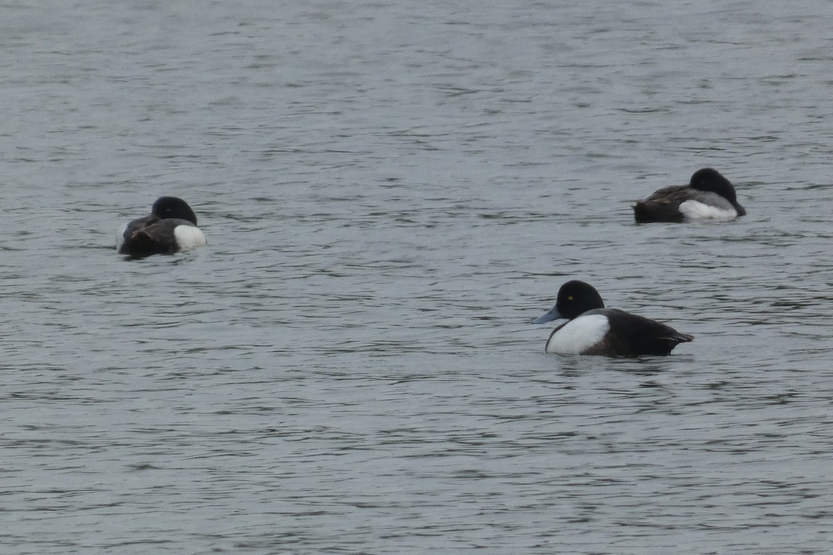 Greater Scaup - ML619641589
