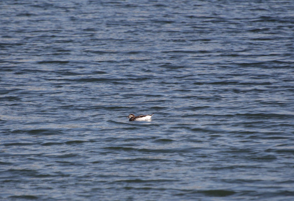 Long-tailed Duck - ML619641592
