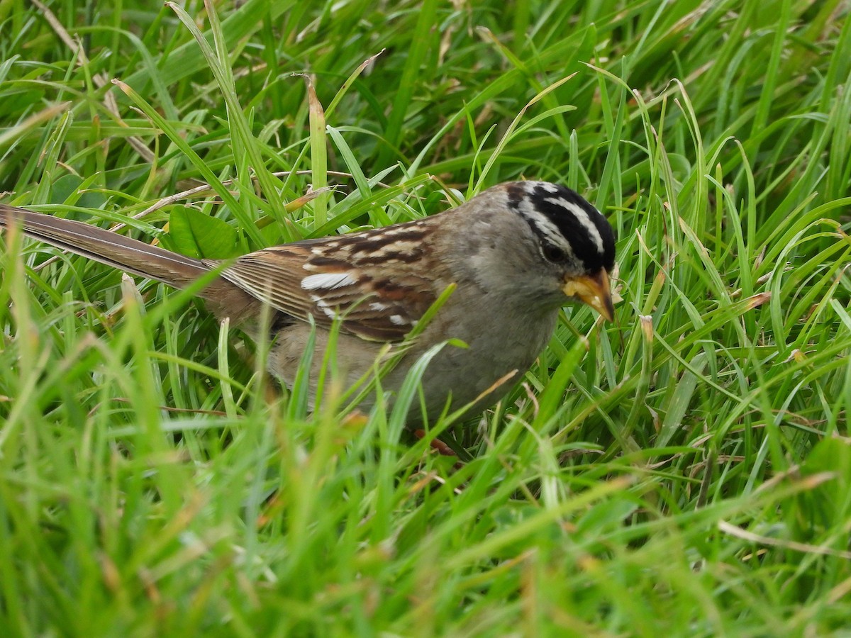 White-crowned Sparrow - ML619641667