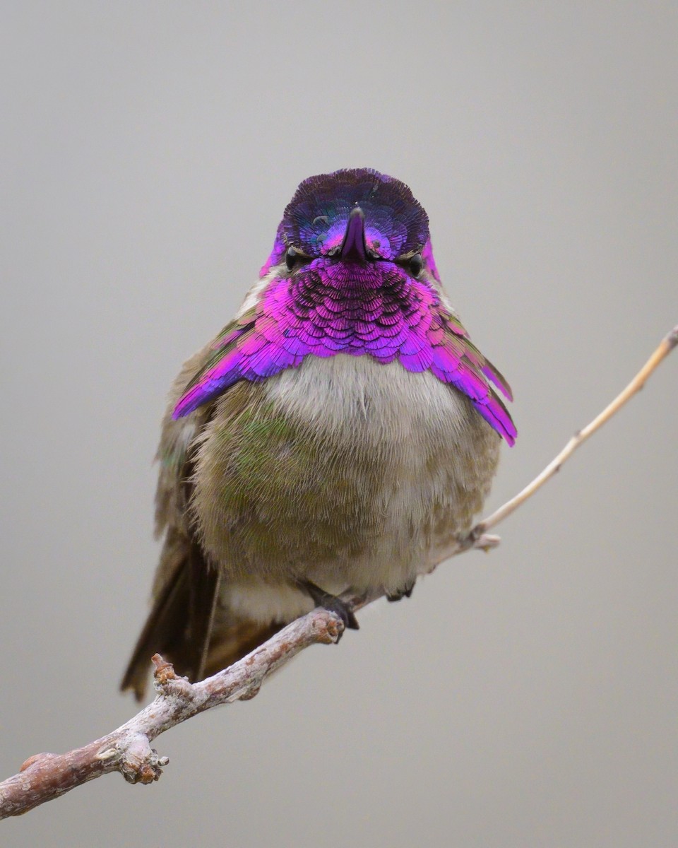 Costa's Hummingbird - ML619641701