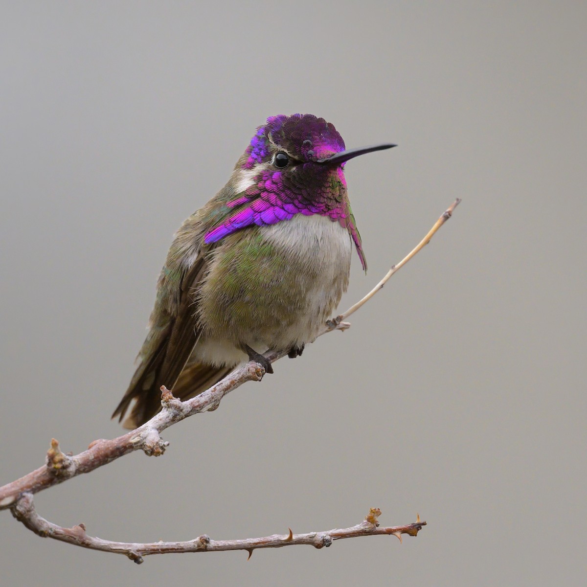 Costa's Hummingbird - ML619641708