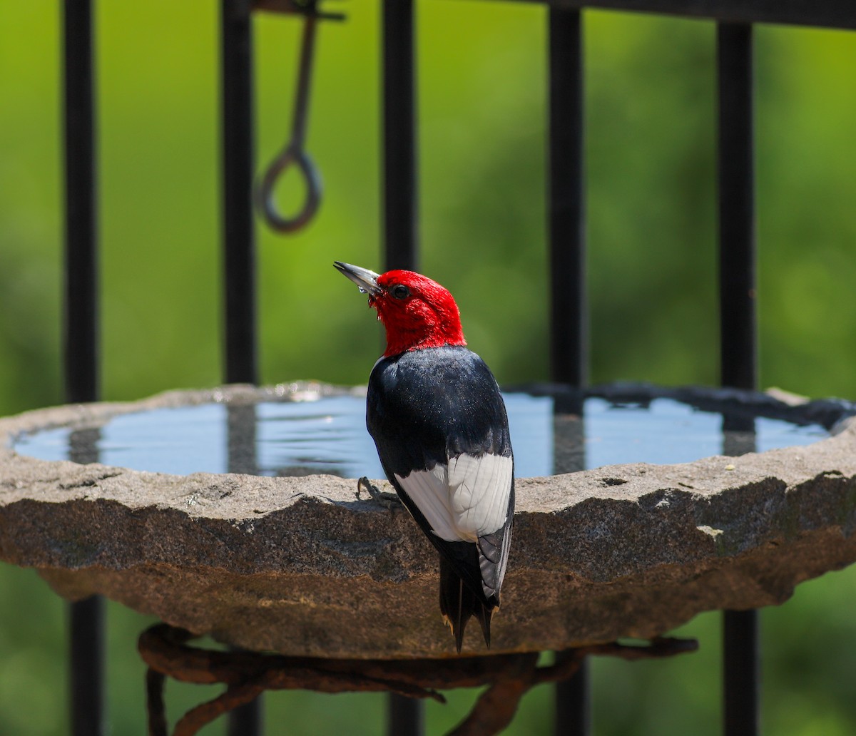 Red-headed Woodpecker - ML619641711