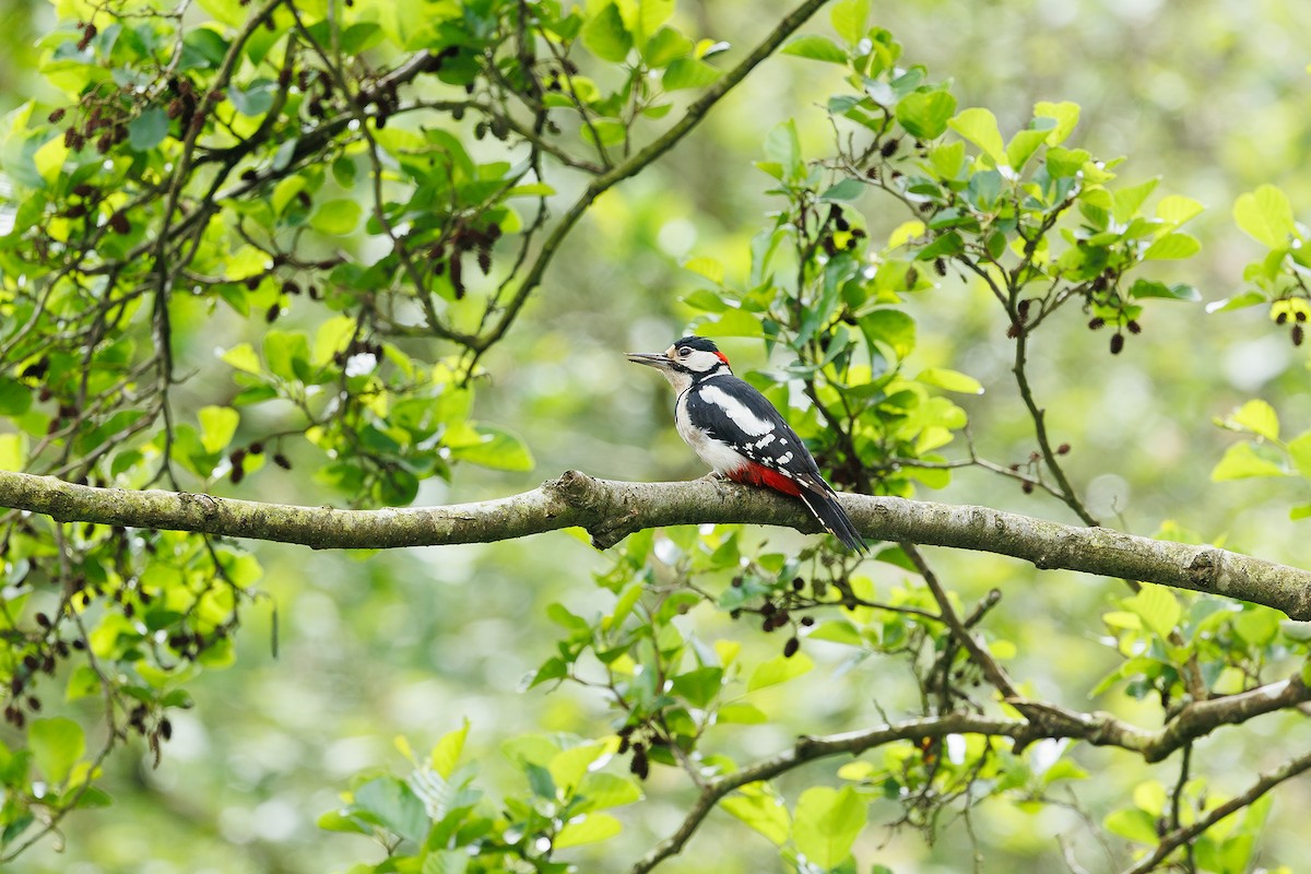 Great Spotted Woodpecker - ML619641727