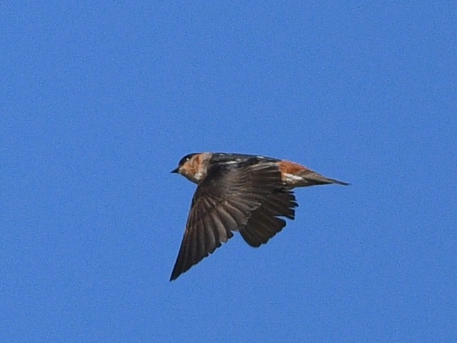 Cave Swallow - ML619641729