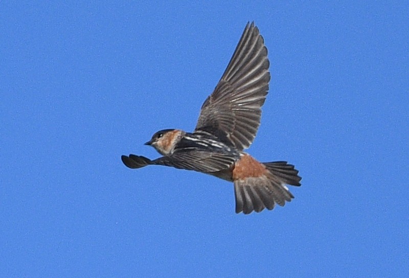 Cave Swallow - ML619641730