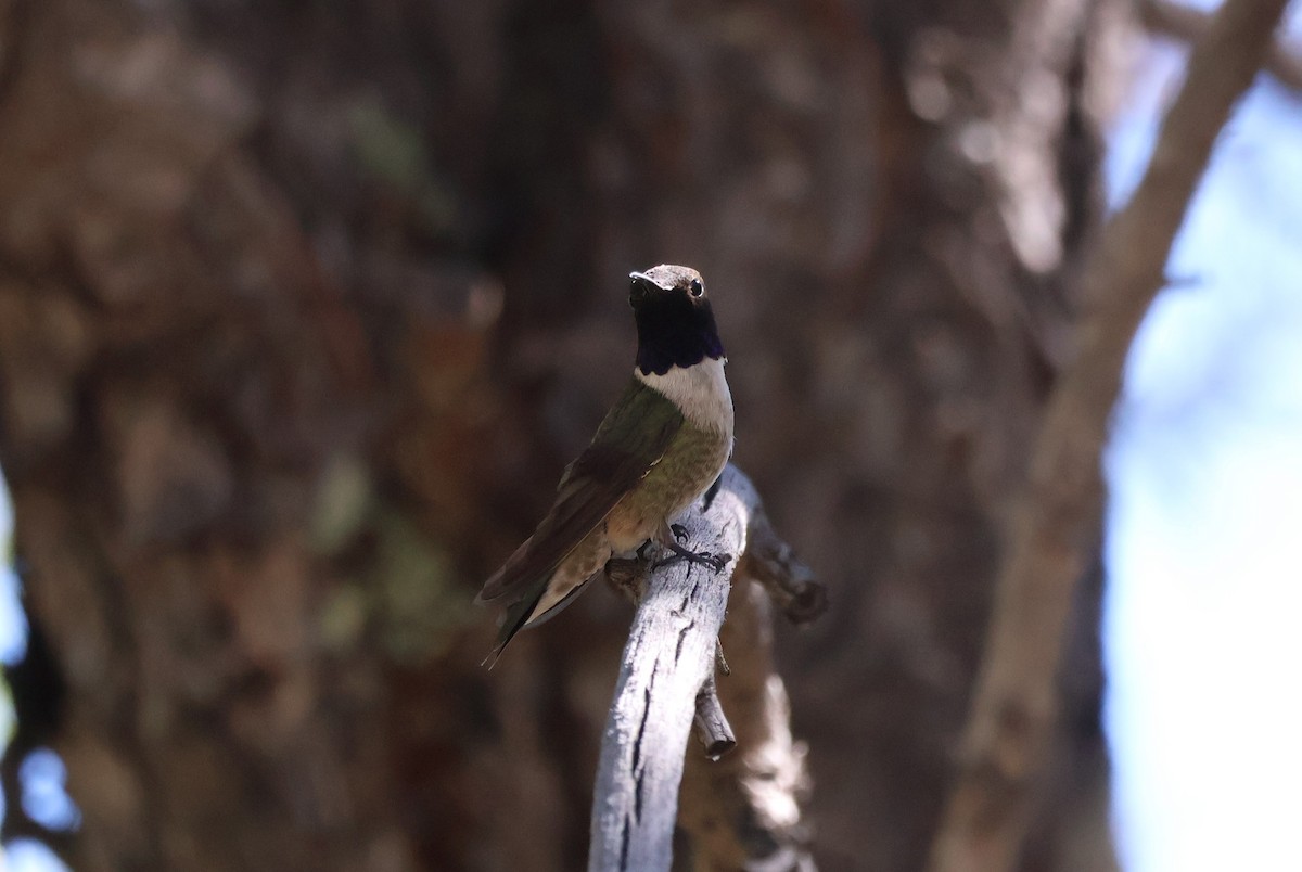 Black-chinned Hummingbird - ML619641735