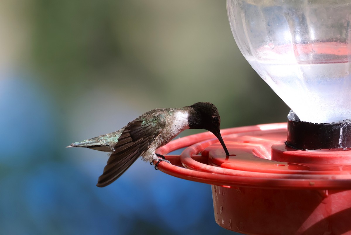 Black-chinned Hummingbird - ML619641741