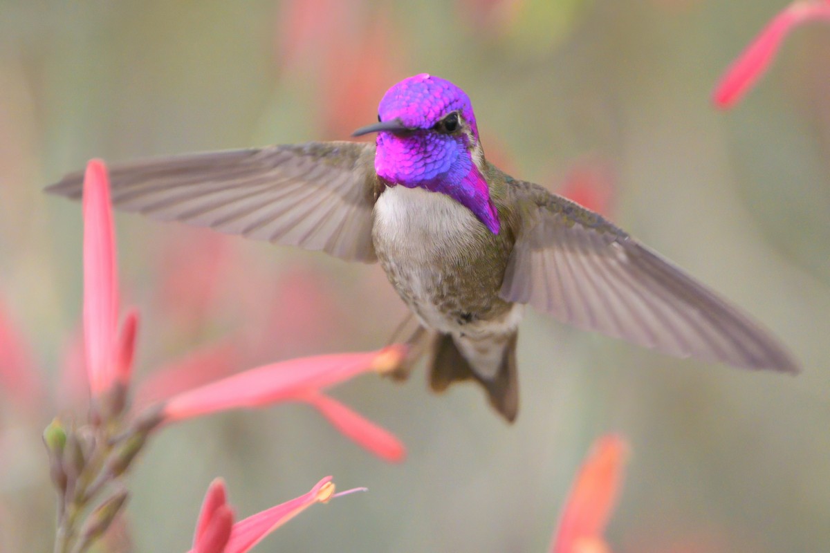 Costa's Hummingbird - ML619641748