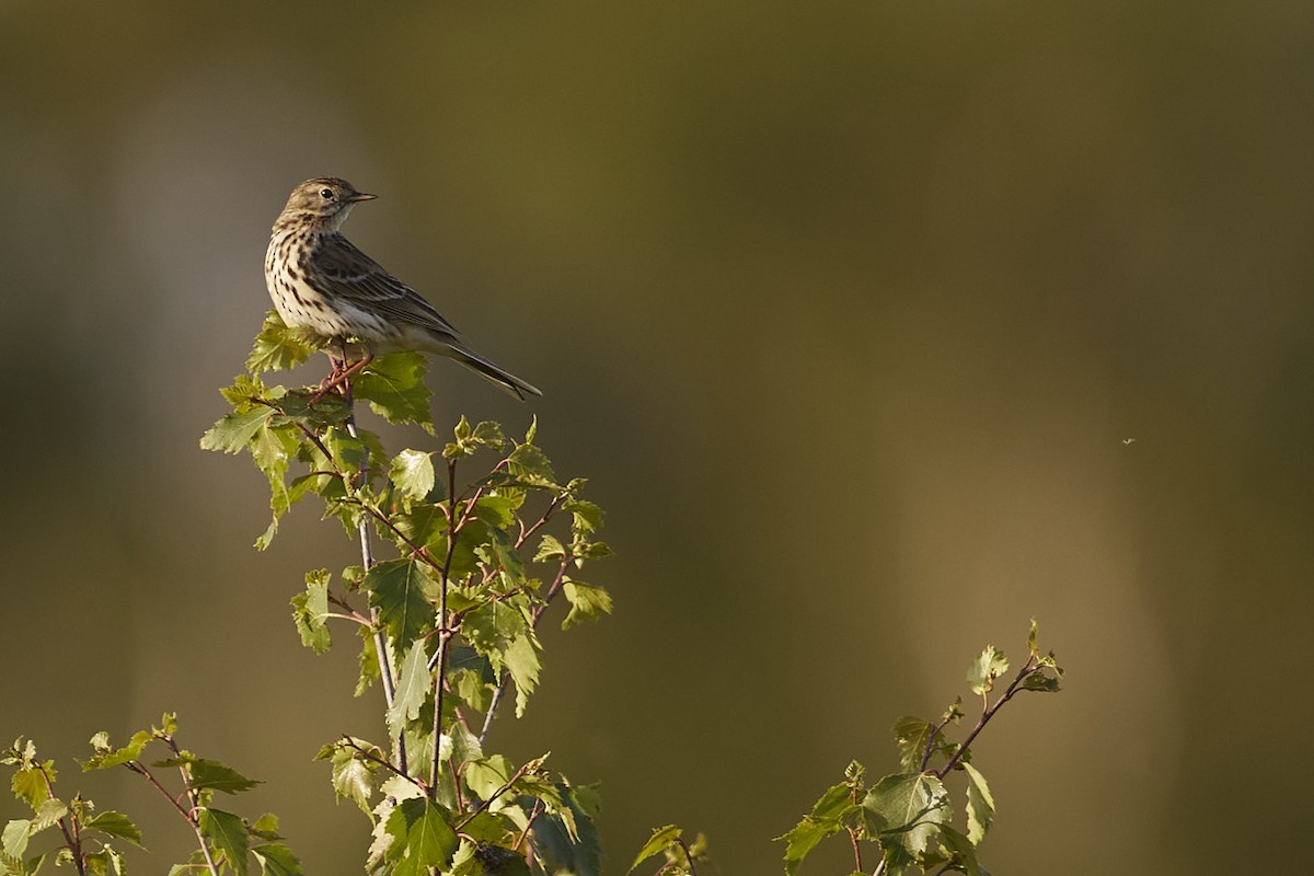 Meadow Pipit - ML619641783