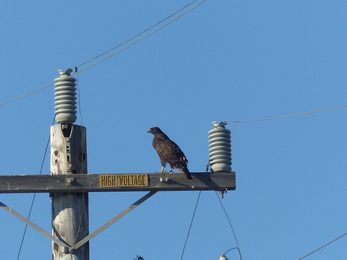 Red-tailed Hawk (Harlan's) - ML619641803