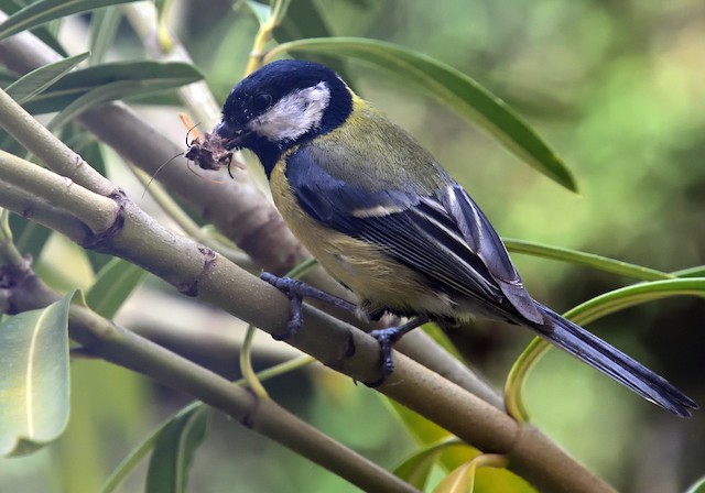 Feeding on a wasp (Hymenoptera). - Great Tit - 