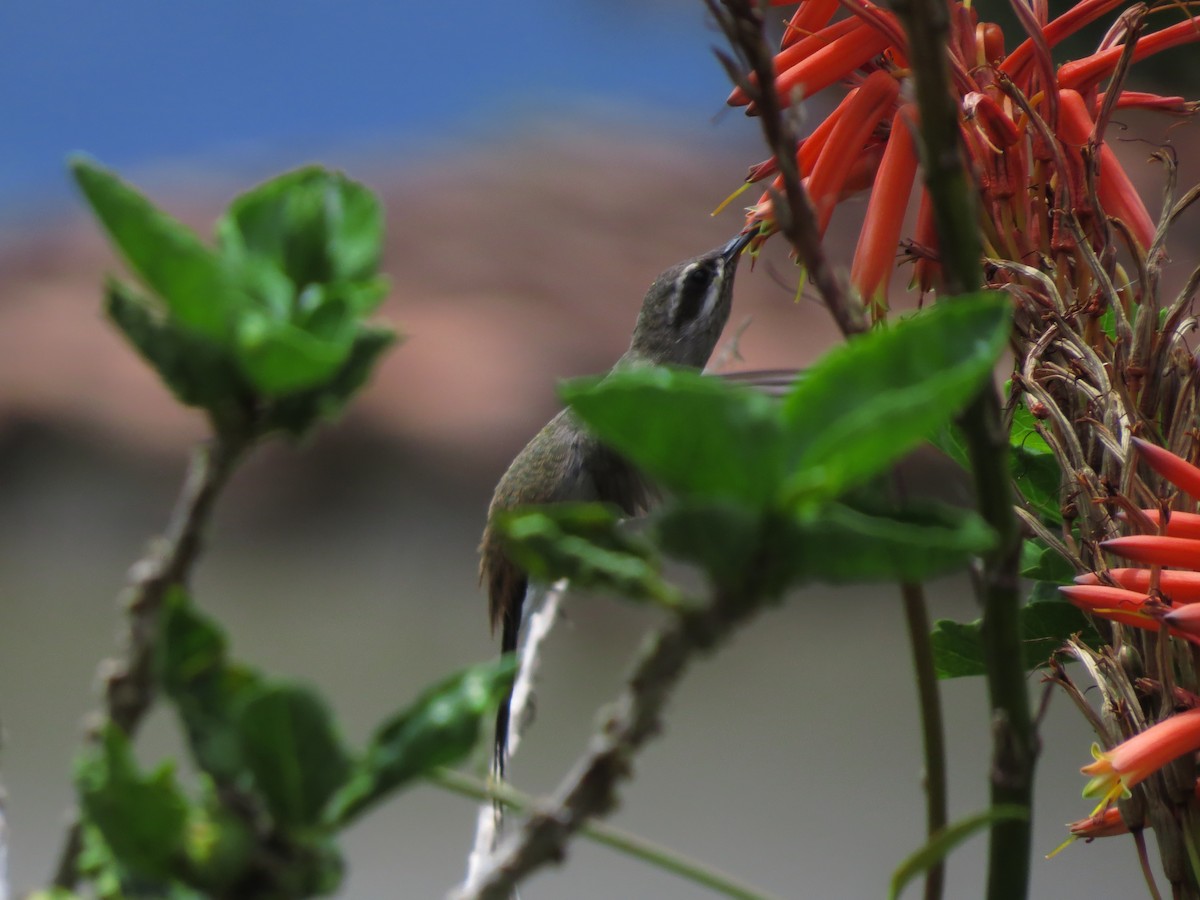 Sooty-capped Hermit - ML619641811