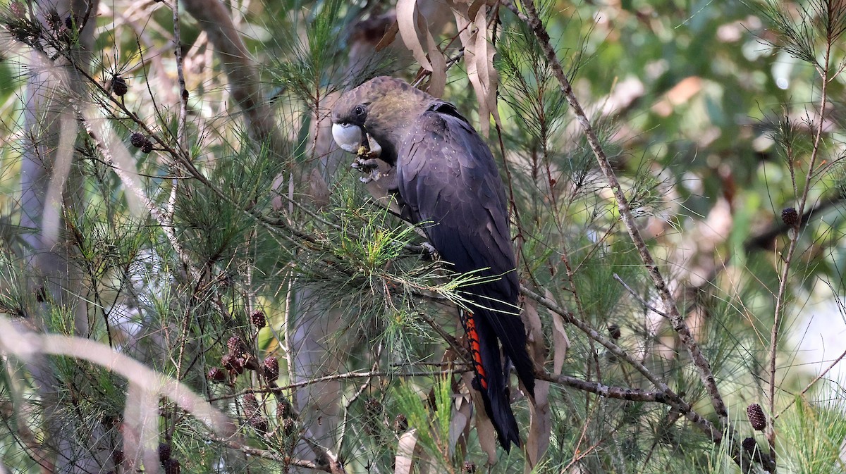 kakadu hnědohlavý - ML619641821