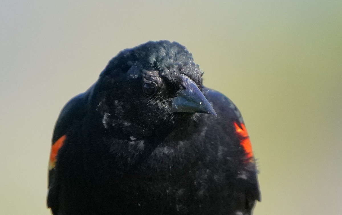 Red-winged Blackbird - ML619641835