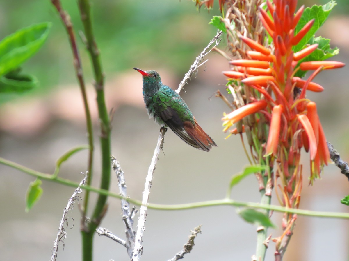 Rufous-tailed Hummingbird - ML619641848