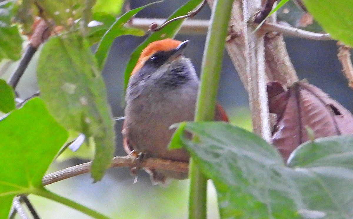 Rufous-capped Spinetail - ML619641970