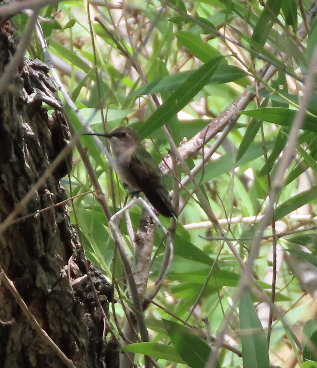 Broad-tailed Hummingbird - ML619641974