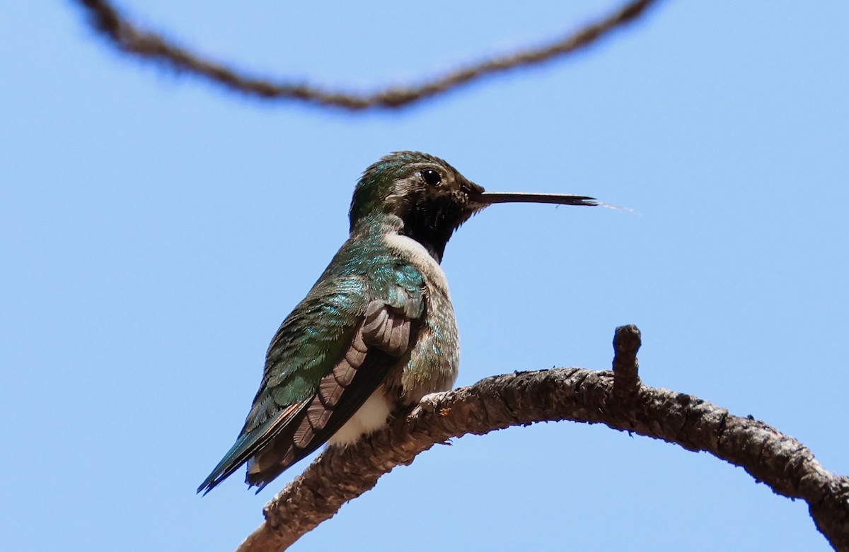 Broad-tailed Hummingbird - ML619641987