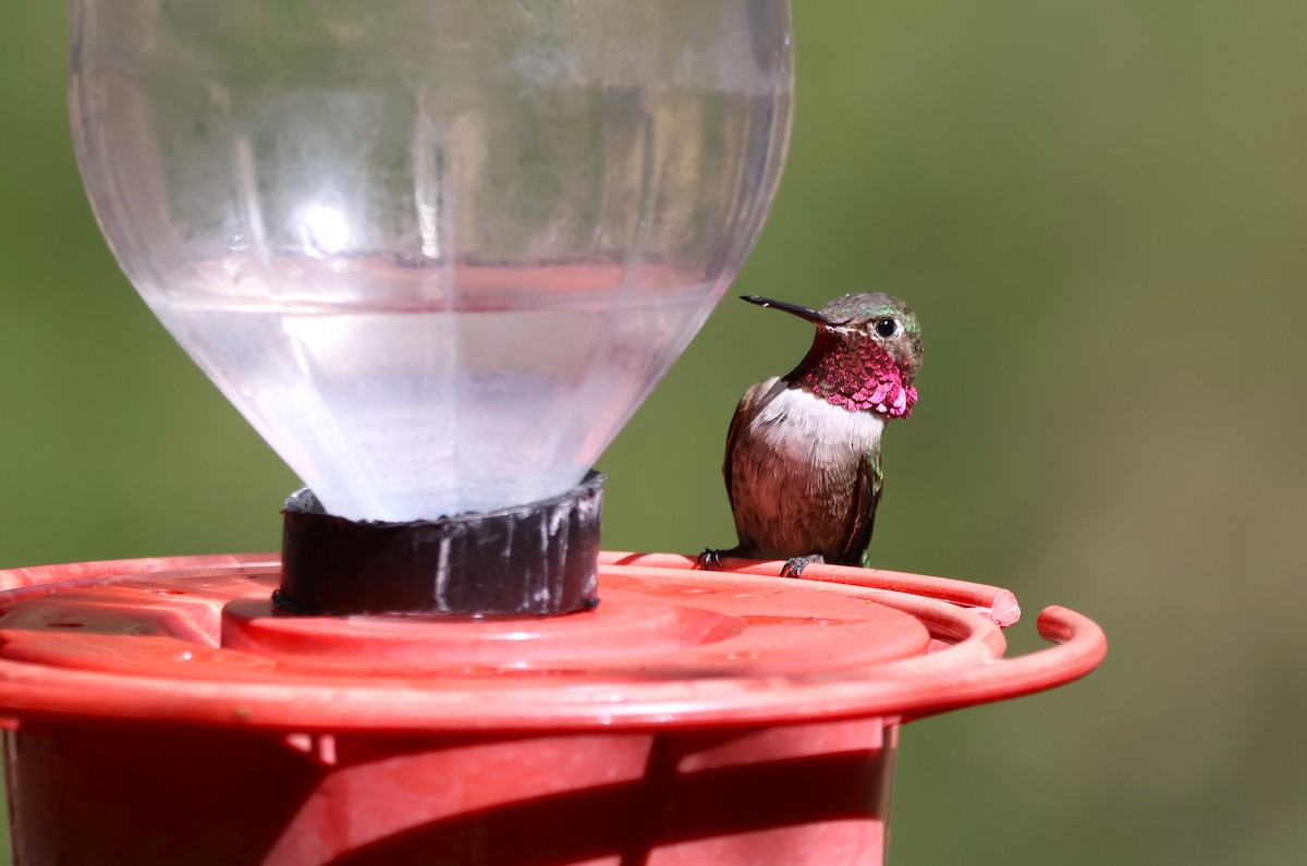 Broad-tailed Hummingbird - ML619642065