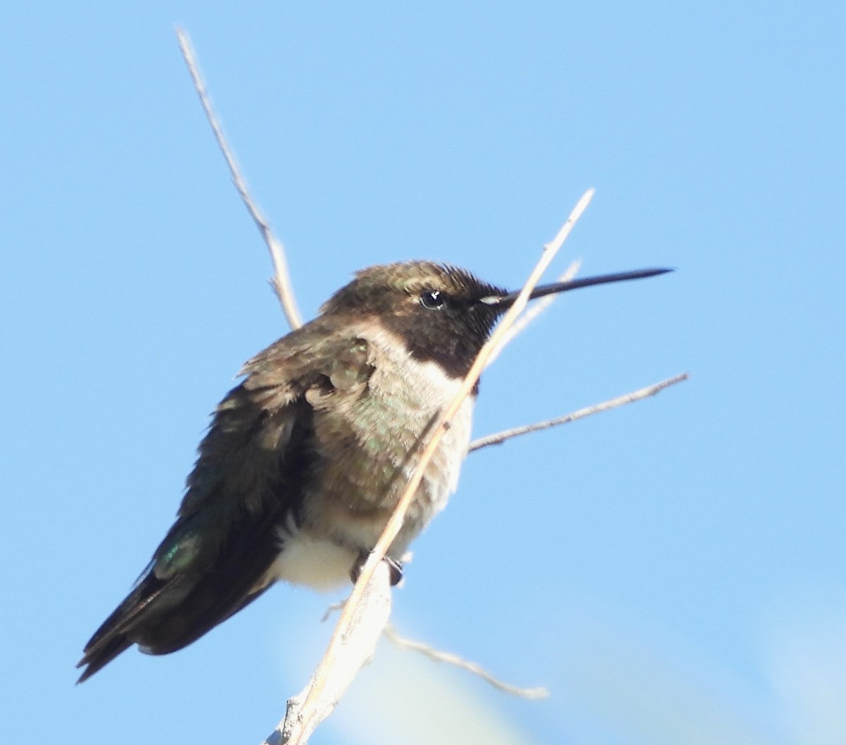Black-chinned Hummingbird - ML619642086