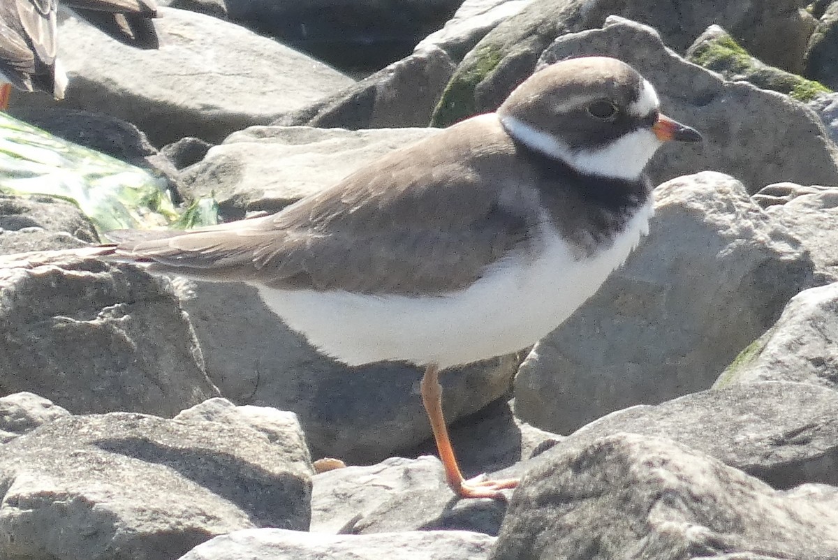 Semipalmated Plover - ML619642125