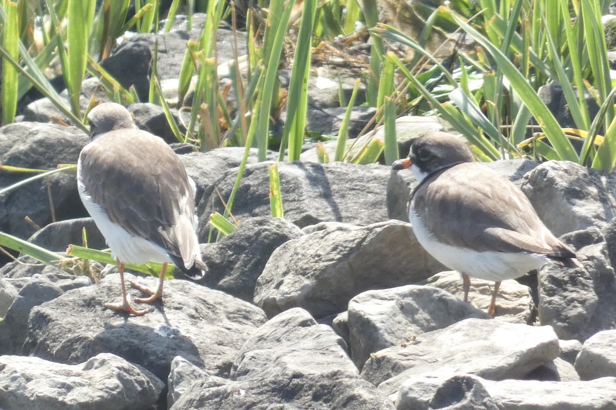 Semipalmated Plover - ML619642126
