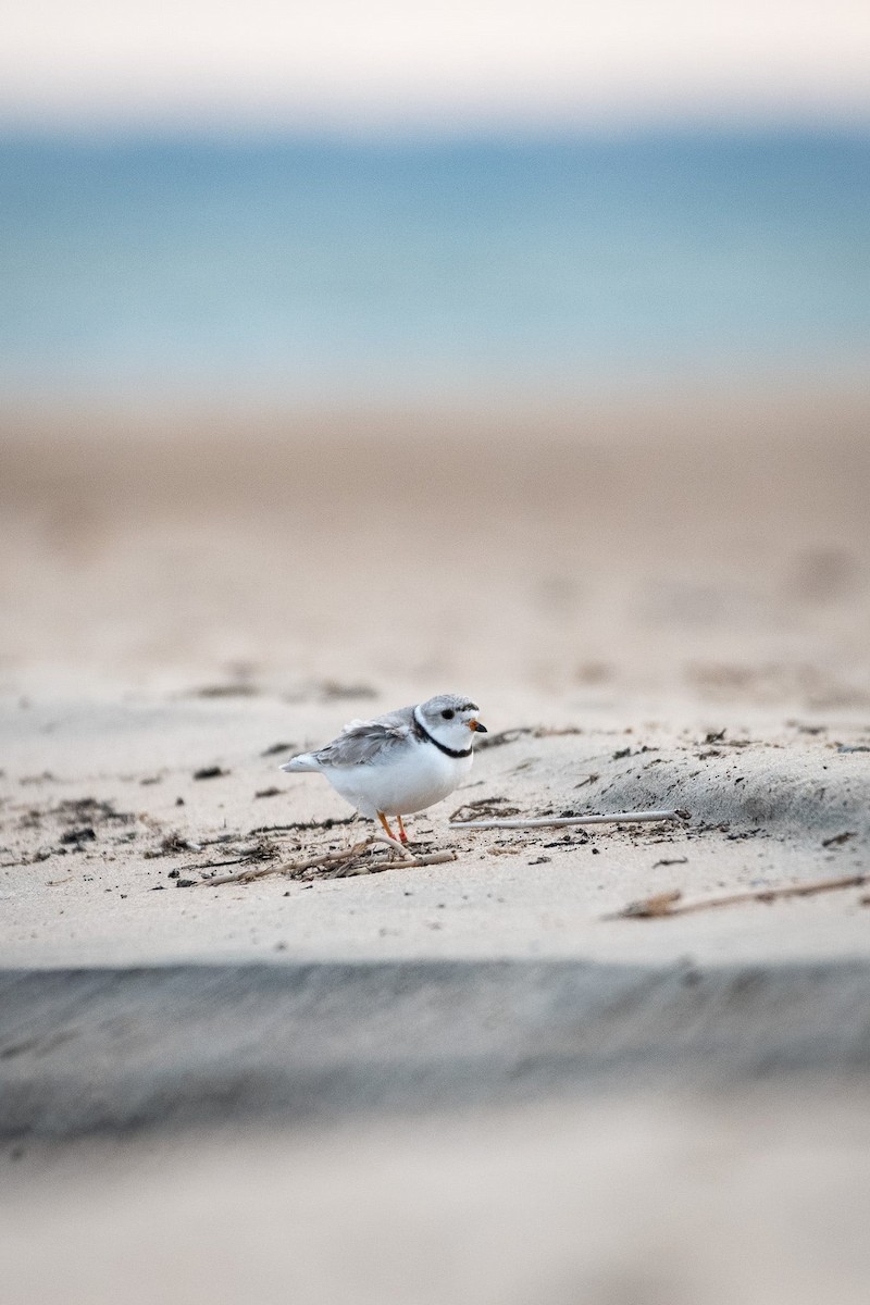 Piping Plover - ML619642136