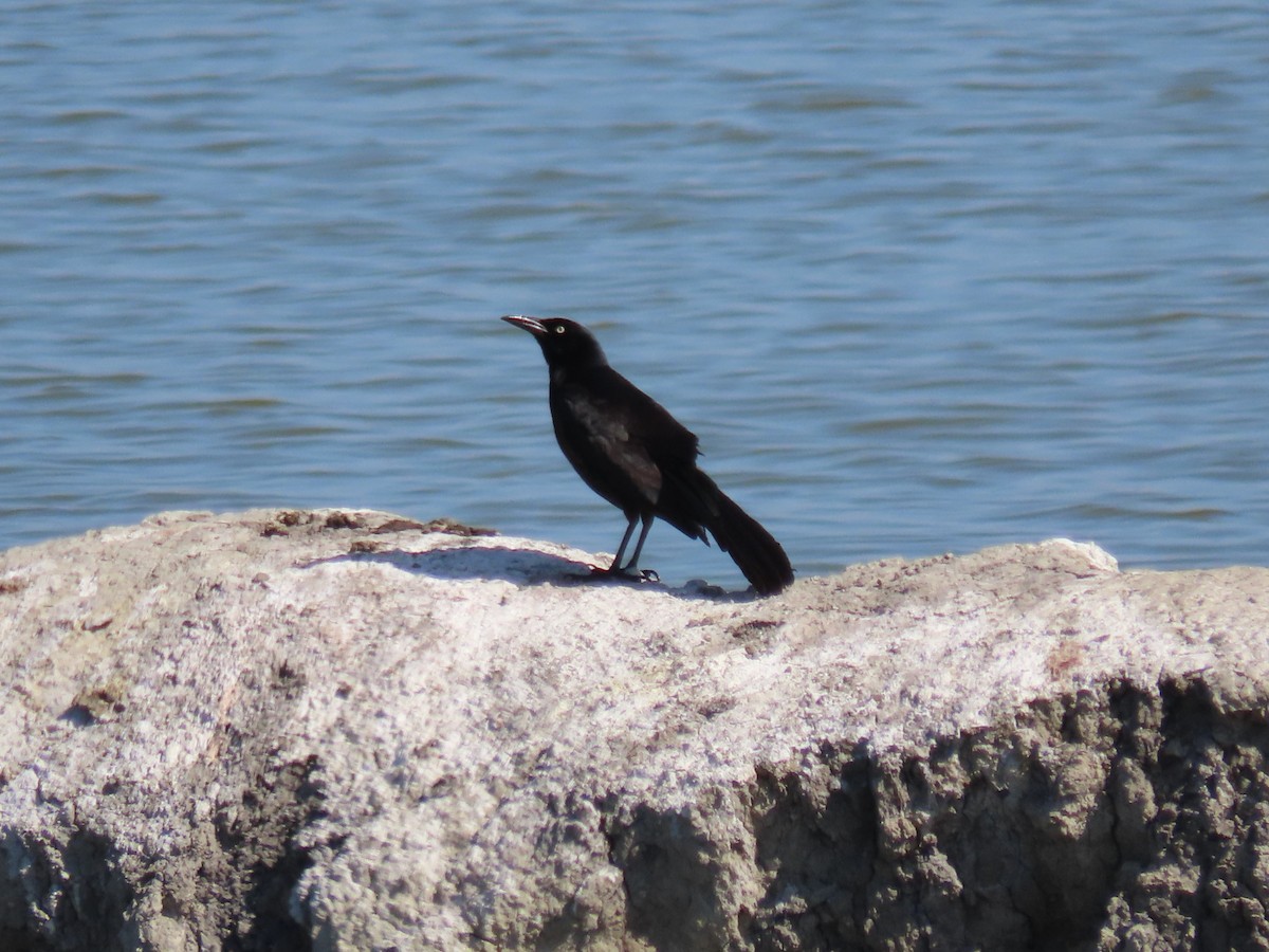 Great-tailed Grackle - ML619642211