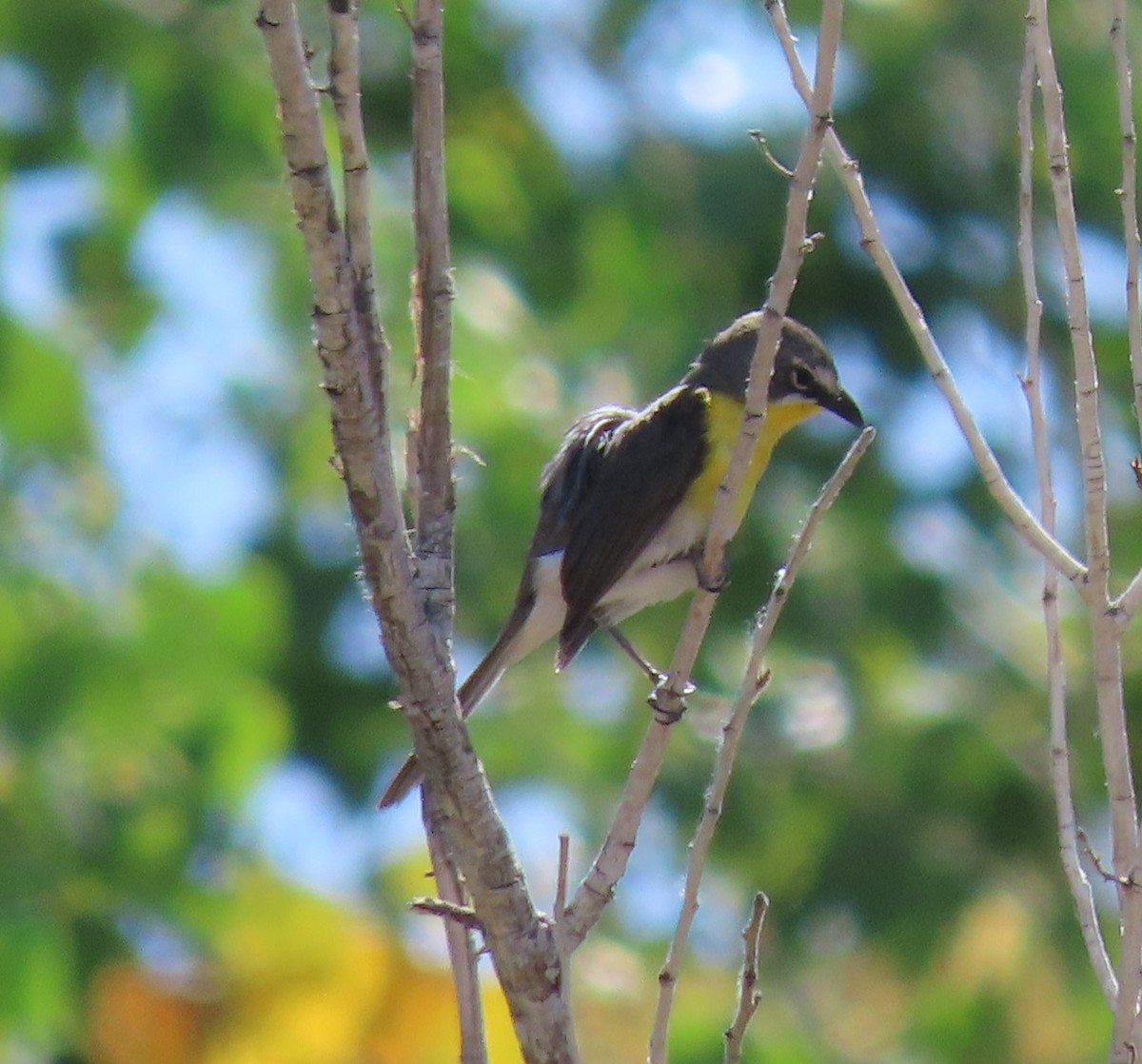 Yellow-breasted Chat - ML619642245