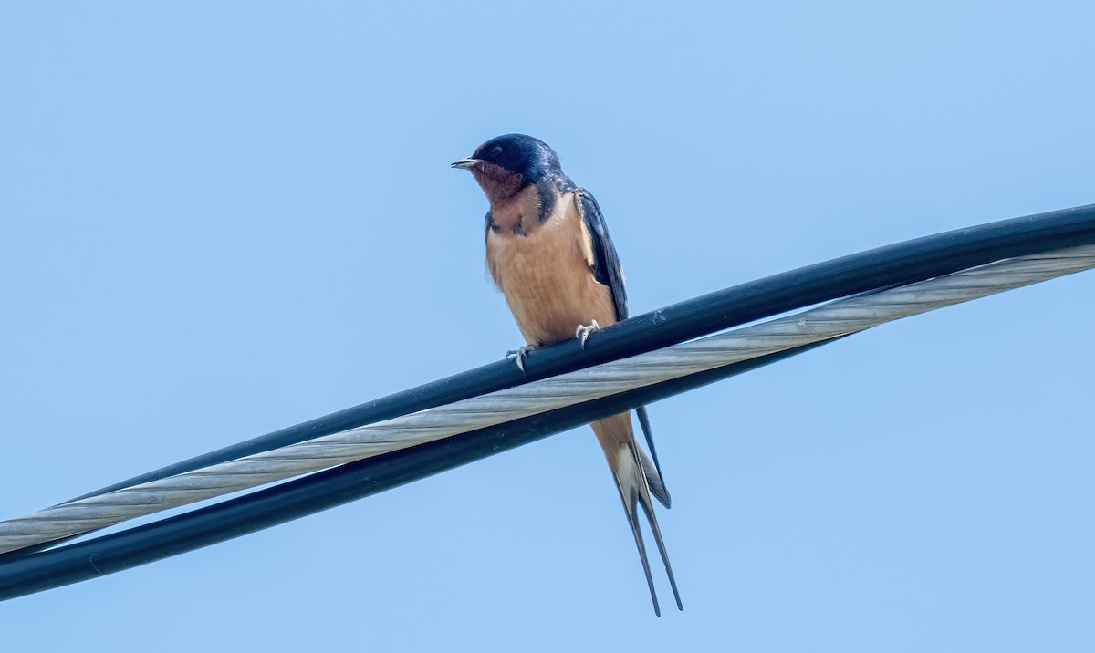 Barn Swallow - ML619642247