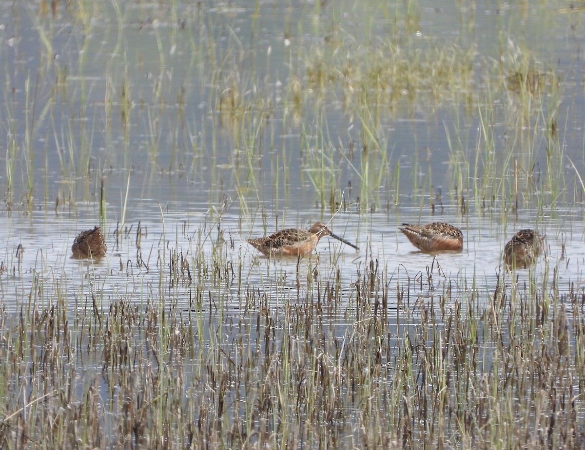 Long-billed Dowitcher - ML619642248