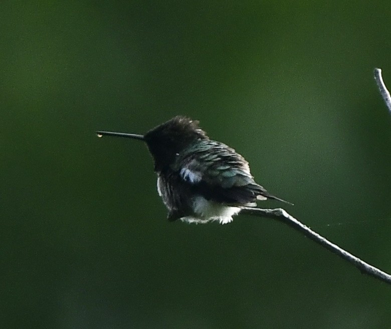 Ruby-throated Hummingbird - ML619642257