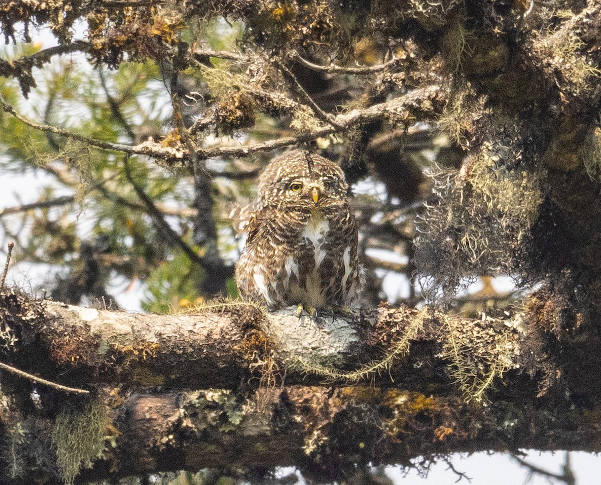 Collared Owlet - ML619642265