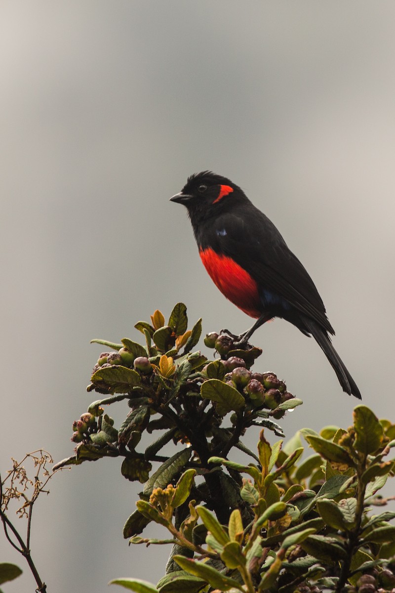 Scarlet-bellied Mountain Tanager - ML619642274