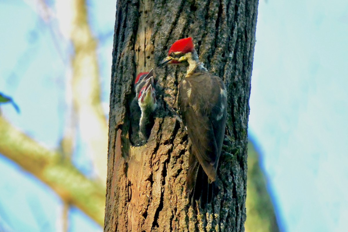 Pileated Woodpecker - ML619642294