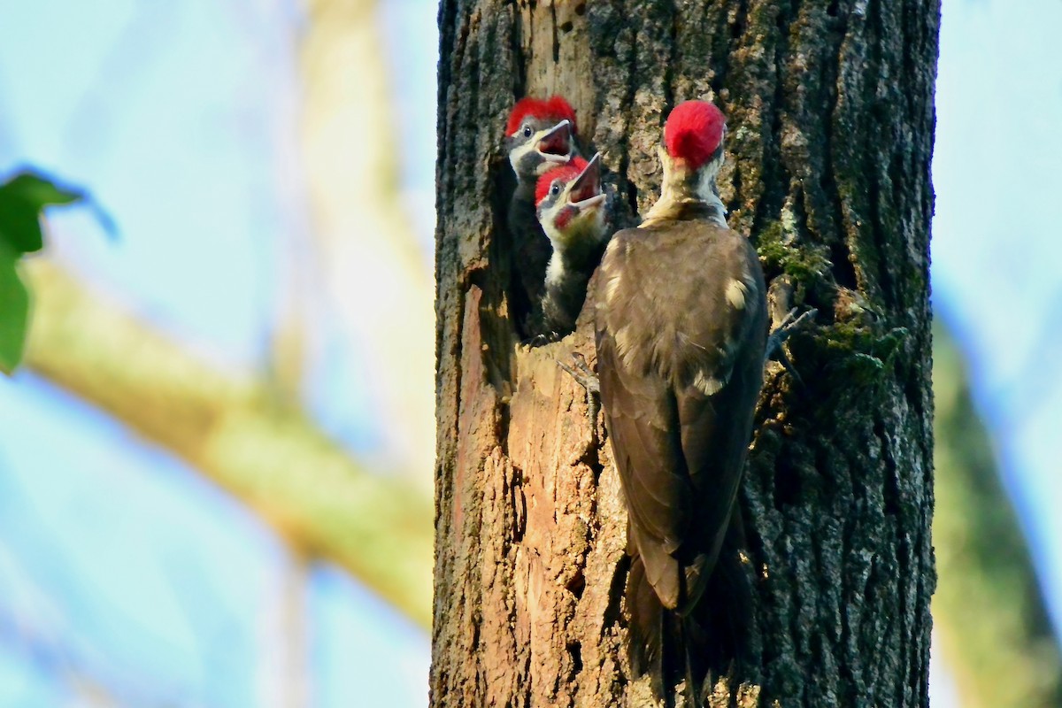 Pileated Woodpecker - ML619642295