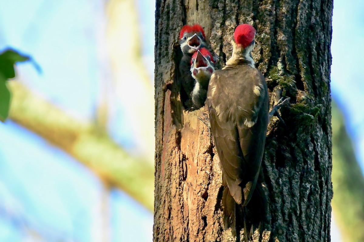 Pileated Woodpecker - ML619642296