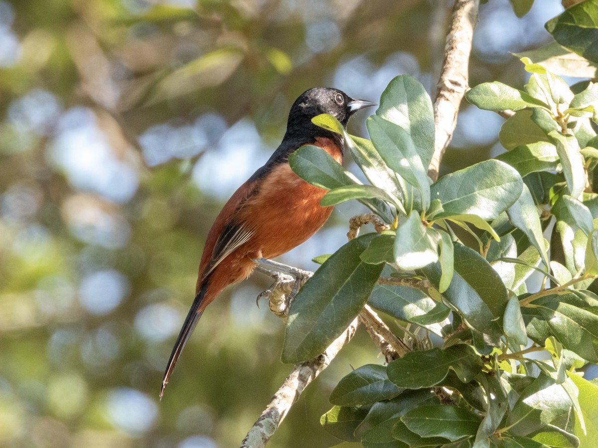 Orchard Oriole - ML619642384
