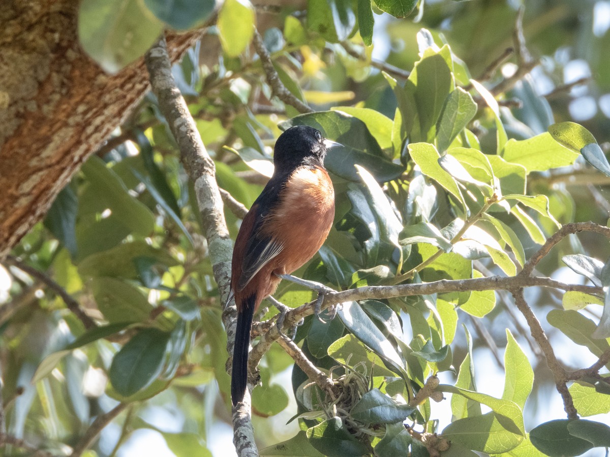 Orchard Oriole - ML619642387